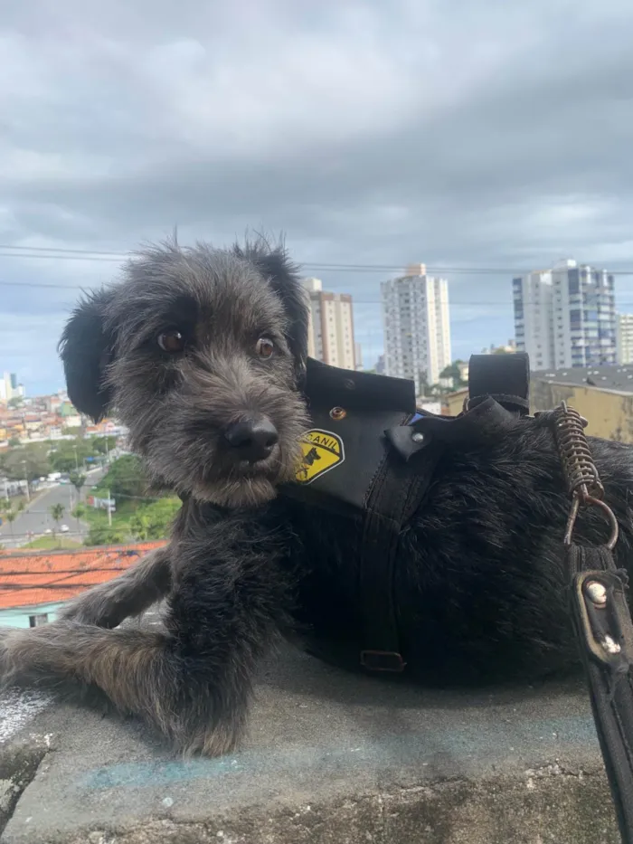Cachorro ra a Poodle idade 2 anos nome Theodoro 
