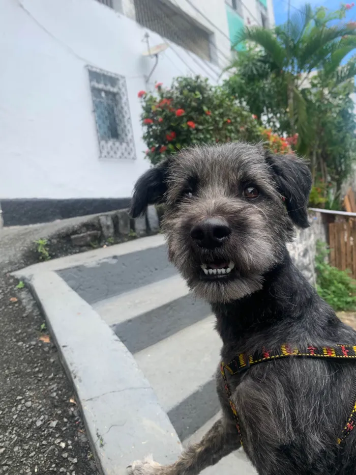 Cachorro ra a Poodle idade 2 anos nome Theodoro 