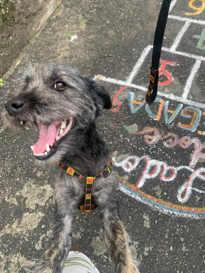 Cachorro ra a Poodle idade 2 anos nome Theodoro 