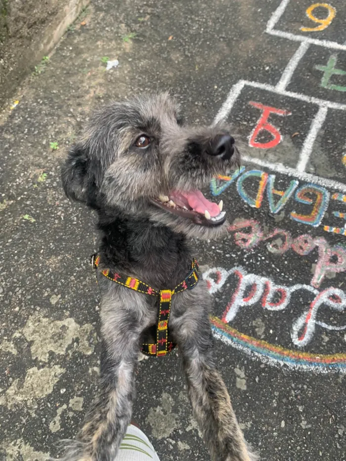 Cachorro ra a Poodle idade 2 anos nome Theodoro 