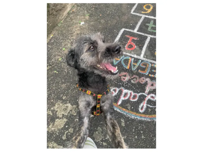 Cachorro ra a Poodle idade 2 anos nome Theodoro 
