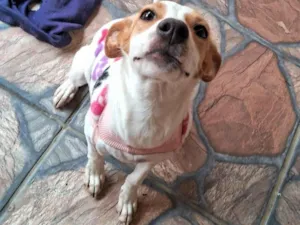 Cachorro raça SRD-ViraLata idade 1 ano nome Siri