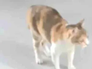 Gato raça SRD-ViraLata idade 6 ou mais anos nome Mia
