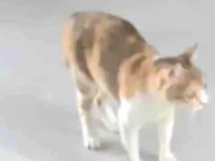Gato ra a SRD-ViraLata idade 6 ou mais anos nome Mia