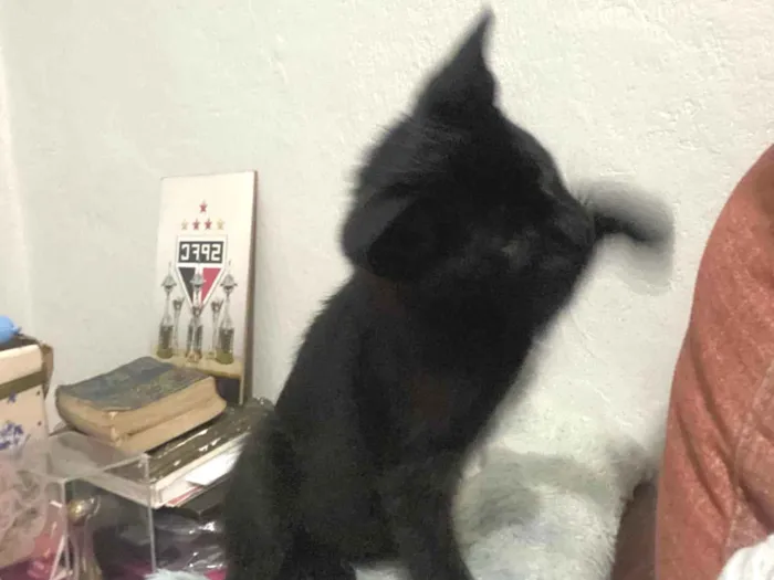 Gato ra a SRD-ViraLata idade Abaixo de 2 meses nome Sem nome