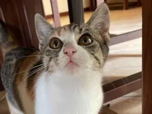 Gato raça SRD-ViraLata idade 1 ano nome Nina 