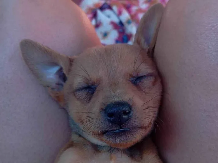 Cachorro ra a SRD-ViraLata idade 2 a 6 meses nome Sem nome!