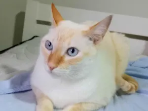Gato raça SRD-ViraLata idade 3 anos nome Merlin