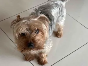 Cachorro raça Yorkshire idade 2 anos nome Choquinho