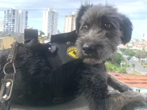 Cachorro raça Poodle idade 2 anos nome Theodoro 
