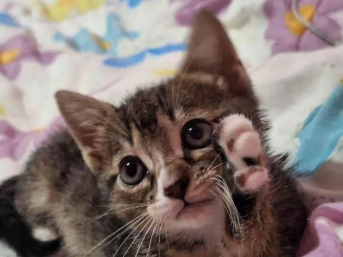 Gato ra a SRD-ViraLata idade Abaixo de 2 meses nome Não definido
