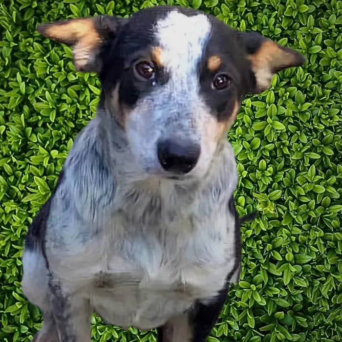 Cachorro ra a SRD-ViraLata idade 7 a 11 meses nome Kiko
