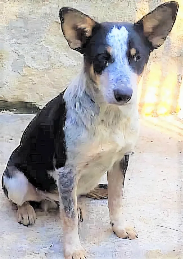 Cachorro ra a SRD-ViraLata idade 7 a 11 meses nome Kiko