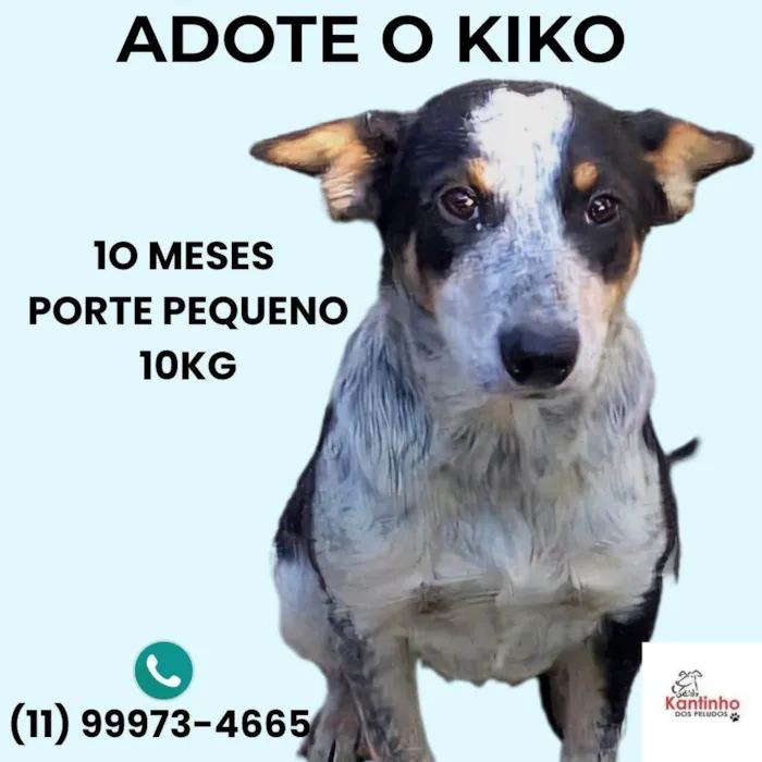 Cachorro ra a SRD-ViraLata idade 7 a 11 meses nome Kiko