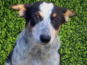 Cachorro raça SRD-ViraLata idade 7 a 11 meses nome Kiko
