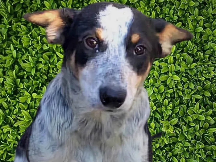 Cachorro ra a SRD-ViraLata idade 7 a 11 meses nome Kiko