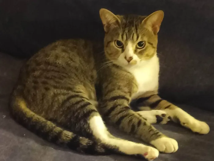 Gato ra a SRD-ViraLata idade 2 anos nome Listrado