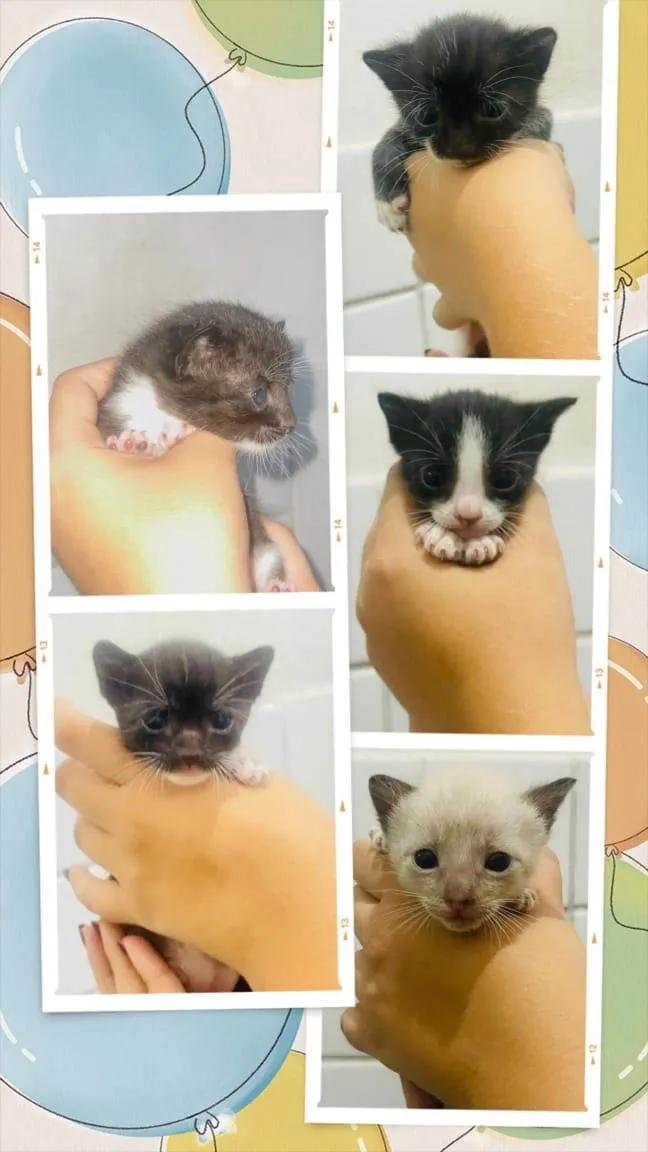 Gato ra a SRD-ViraLata idade Abaixo de 2 meses nome Gatinhos 