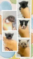 Gatinhos