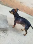 Duque