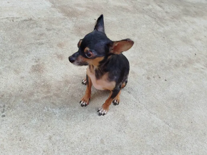 Cachorro ra a Pinscher idade 2 anos nome Duque 