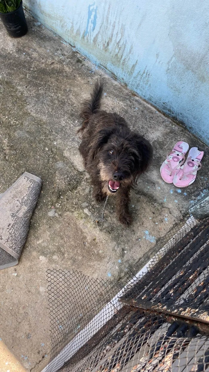 Cachorro ra a Poodle idade 5 anos nome Thor 