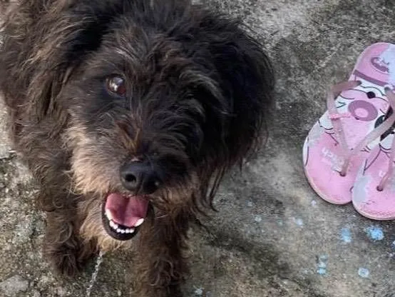 Cachorro ra a Poodle idade 5 anos nome Thor 