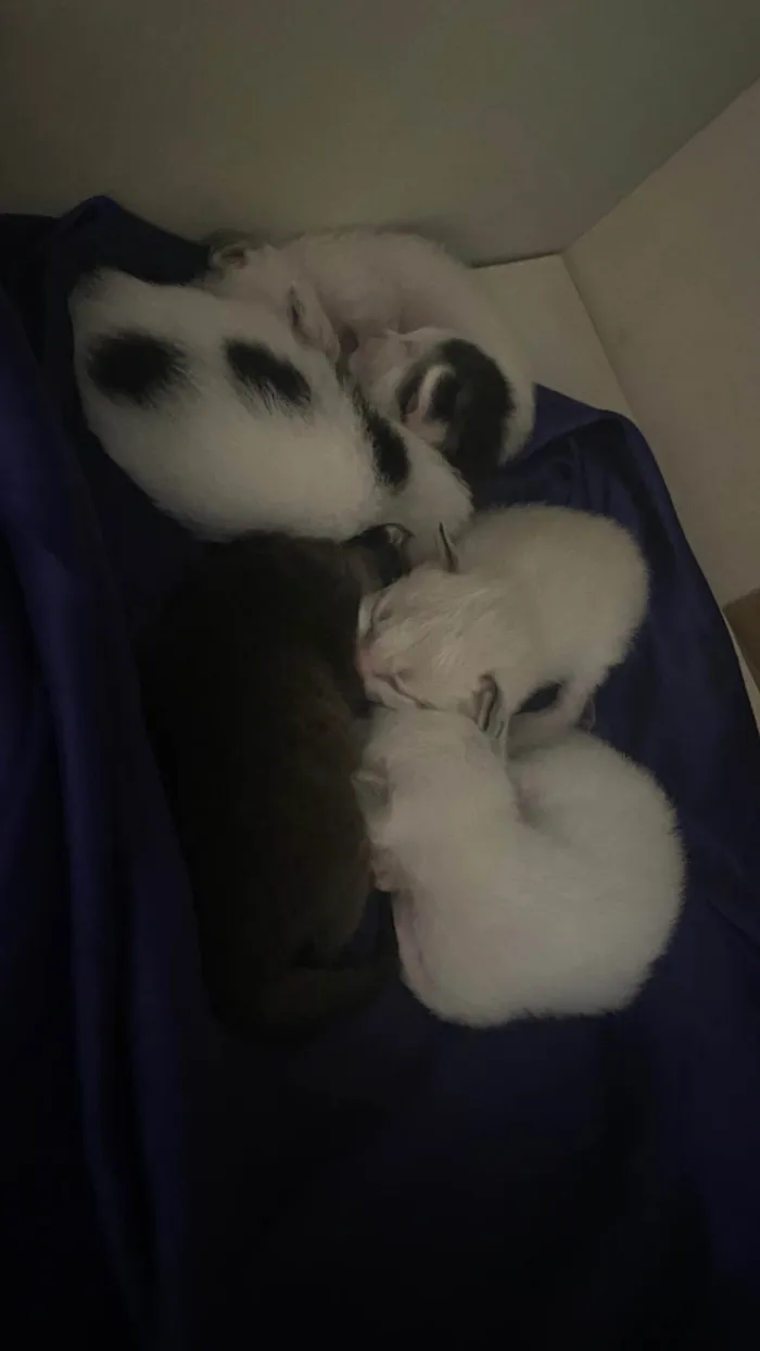 Gato ra a SRD-ViraLata idade Abaixo de 2 meses nome São recém nascidos 