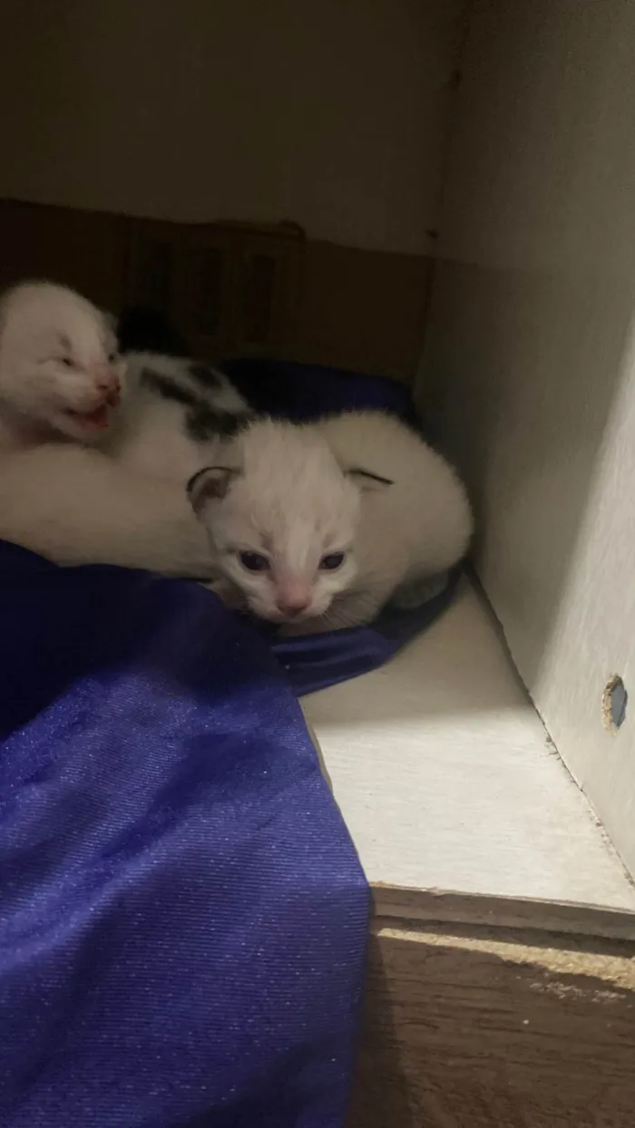Gato ra a SRD-ViraLata idade Abaixo de 2 meses nome São recém nascidos 