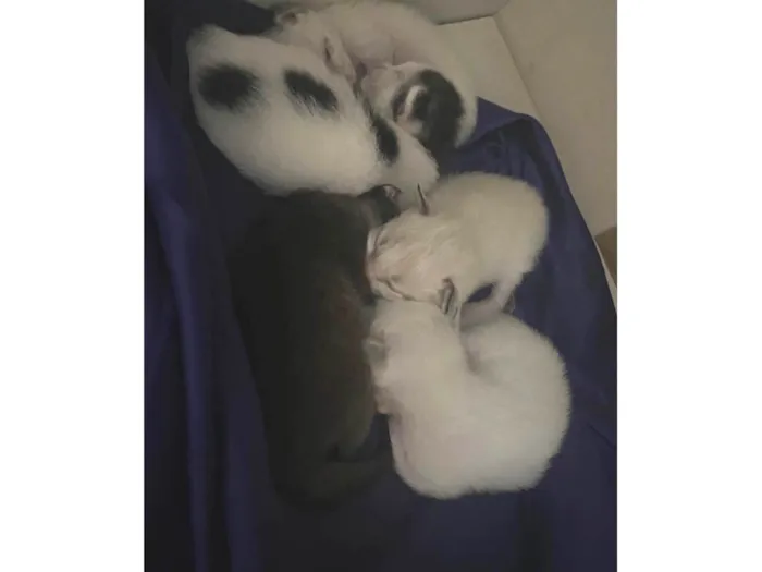 Gato ra a SRD-ViraLata idade Abaixo de 2 meses nome São recém nascidos 