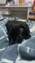 Bonnie