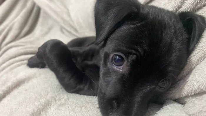 Cachorro ra a SRD-ViraLata idade 2 a 6 meses nome Bonnie 