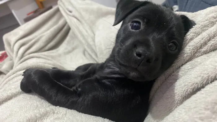Cachorro ra a SRD-ViraLata idade 2 a 6 meses nome Bonnie 