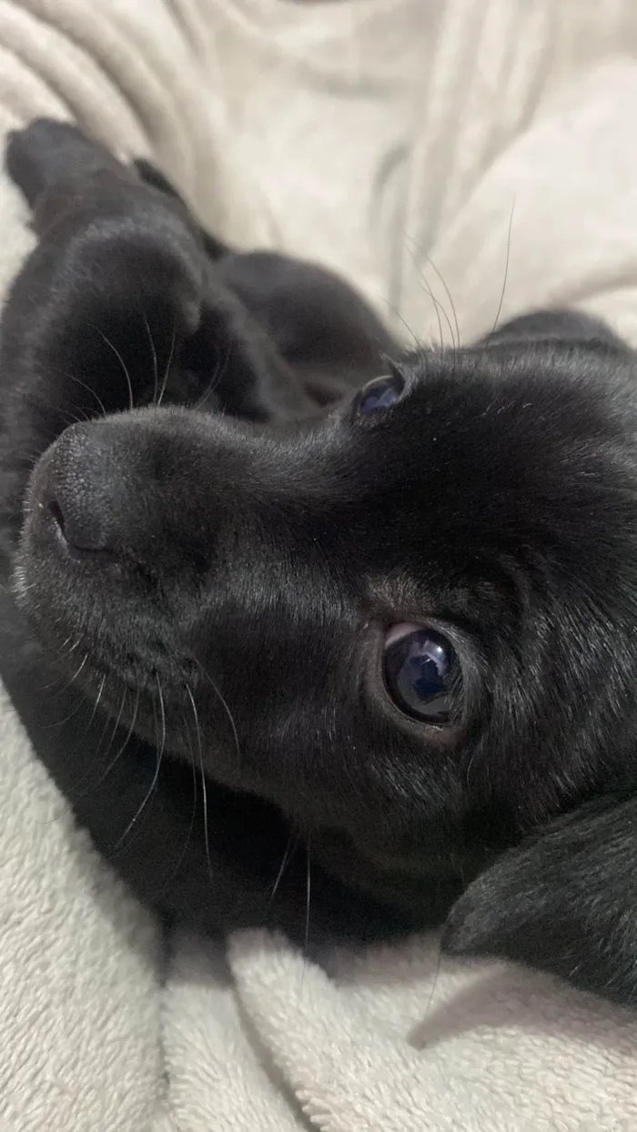 Cachorro ra a SRD-ViraLata idade 2 a 6 meses nome Bonnie 