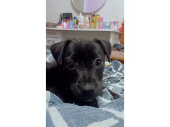 Cachorro ra a SRD-ViraLata idade 2 a 6 meses nome Bonnie 