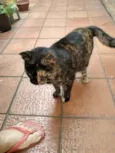 Esperança