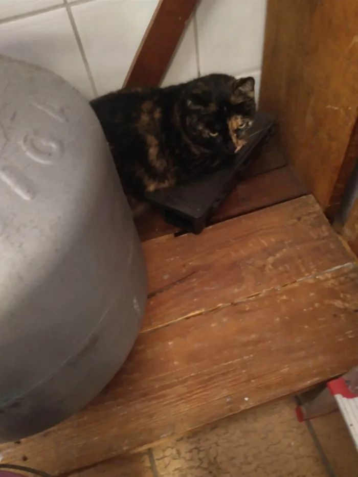 Gato ra a SRD-ViraLata idade 2 a 6 meses nome Esperança