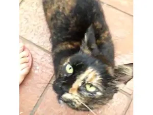 Gato raça SRD-ViraLata idade 2 a 6 meses nome Esperança