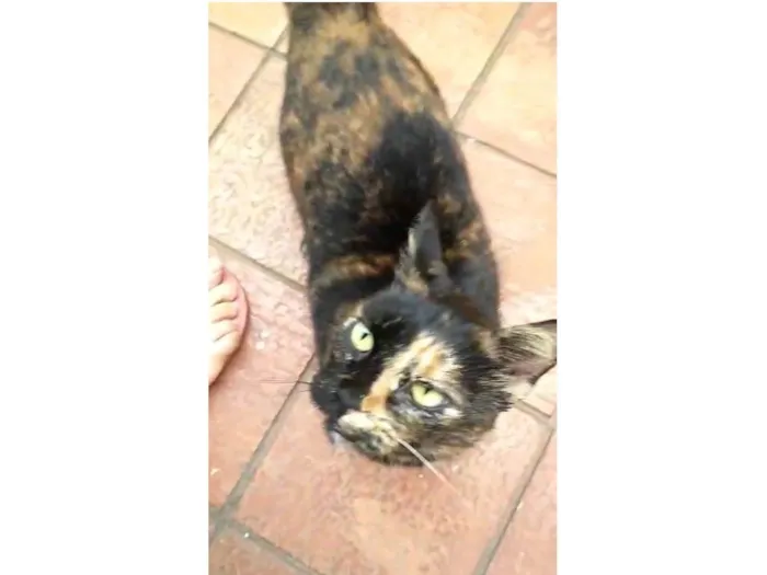 Gato ra a SRD-ViraLata idade 2 a 6 meses nome Esperança