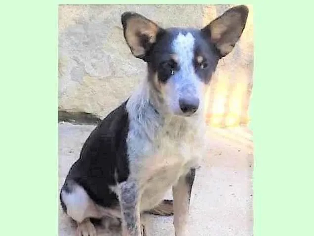 Cachorro ra a SRD-ViraLata idade 7 a 11 meses nome Kiko