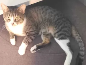 Gato raça SRD-ViraLata idade 2 anos nome Listrado