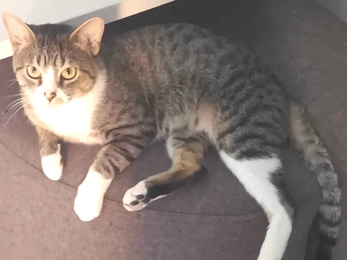 Gato ra a SRD-ViraLata idade 2 anos nome Listrado