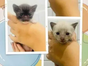 Gato raça SRD-ViraLata idade Abaixo de 2 meses nome Gatinhos 