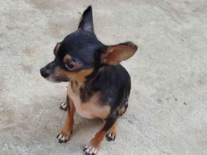Cachorro raça Pinscher idade 2 anos nome Duque 