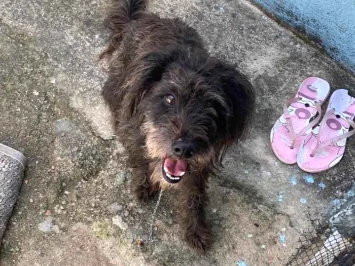 Cachorro ra a Poodle idade 5 anos nome Thor 