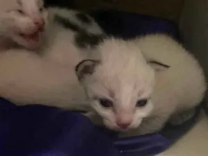 Gato raça SRD-ViraLata idade Abaixo de 2 meses nome São recém nascidos 