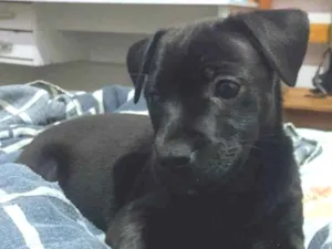Cachorro raça SRD-ViraLata idade 2 a 6 meses nome Bonnie 
