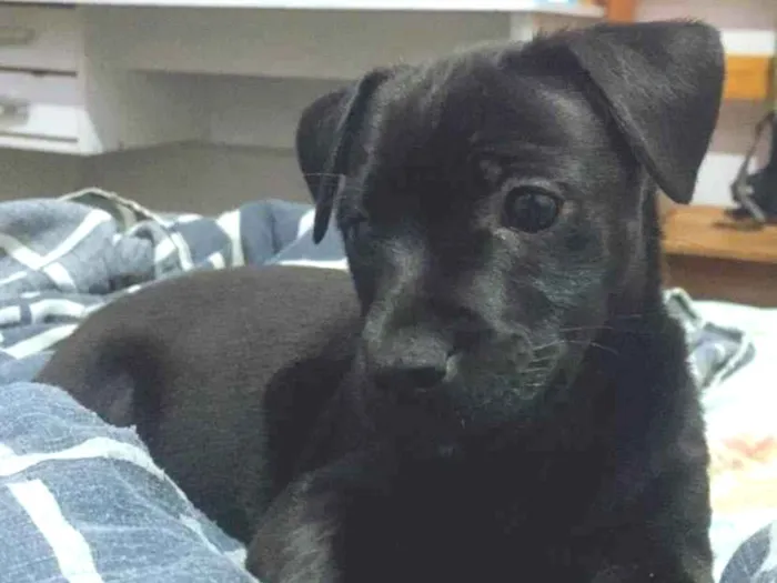 Cachorro ra a SRD-ViraLata idade 2 a 6 meses nome Bonnie 