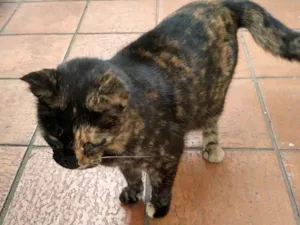 Gato raça SRD-ViraLata idade 2 a 6 meses nome Esperança