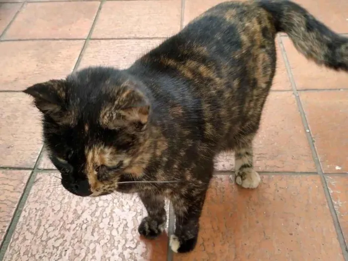Gato ra a SRD-ViraLata idade 2 a 6 meses nome Esperança